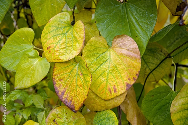 Obraz A view of the foliage, painted in delicate autumn colours