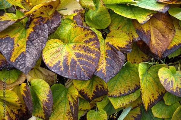 Obraz A view of the foliage, painted in delicate autumn colours