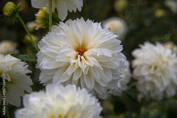 Obraz Large white dahlia close-up in a flowerbed in the botanical garden