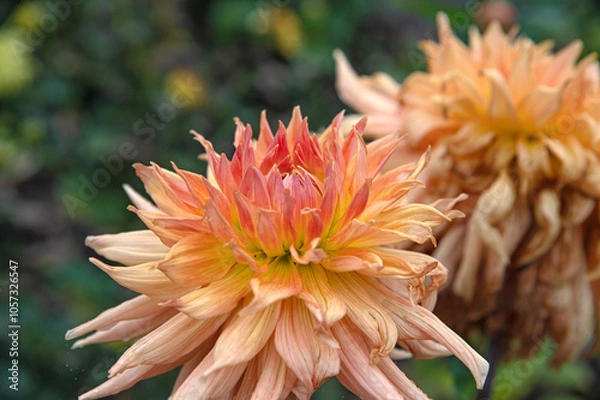Obraz Large orange dahlia close-up in a flowerbed