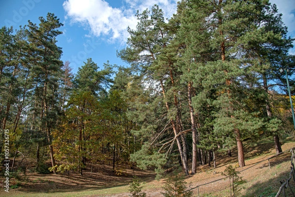 Obraz A sunlit clearing in a pine forest