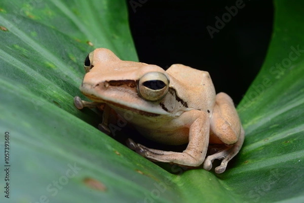 Fototapeta frog