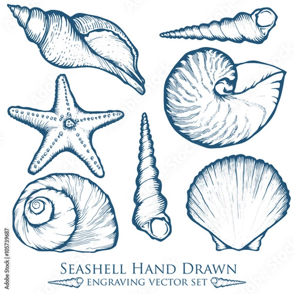 Fototapeta Seashell, sea shell, starfish nature ocean aquatic underwater vector set. Hand drawn marine engraving illustration on white background