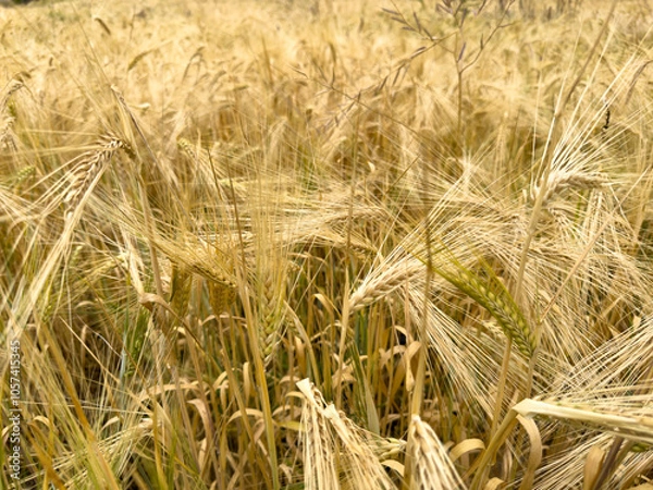 Obraz Golden texture of ripe barley with long spikes, creating a soft and detailed background in the summer season