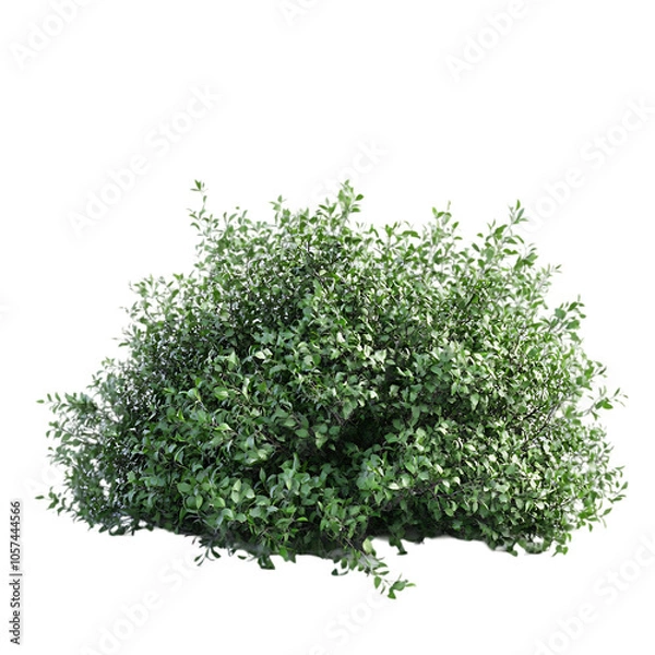 Fototapeta A lush green bush with small leaves, isolated on a black background.