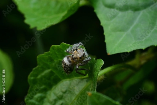 Obraz Macro Shot of Fuzzy Spider on Leaf in Natural Habitat
