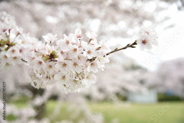 Obraz Sakura Full Blossom