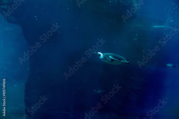 Fototapeta The chinstrap penguin, distinguished by its unique black band under its head, waddles playfully around its habitat at Wrocław Zoo