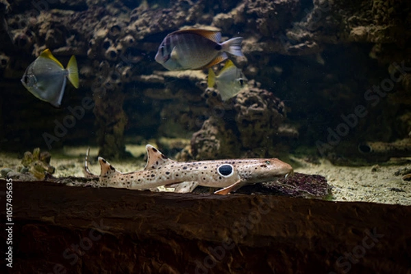 Fototapeta The epaulette shark, a unique species known for its ability to "walk" on the ocean floor, glides through the waters of Wrocław Zoo, showcasing its fascinating adaptations.