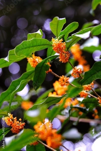 Obraz 金木犀　さまざまな自然素材