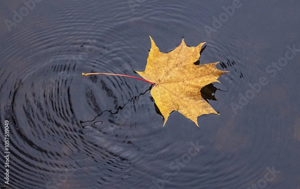 Obraz A vibrant autumn maple leaf floats gracefully on a muddy puddle capturing the serene essence of a crisp fall day in nature.