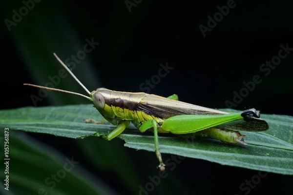 Obraz Close-Up of a Vibrant Green Grasshopper on a Leaf