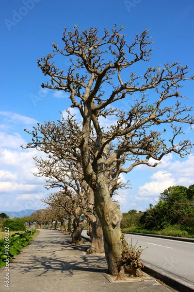 Obraz 竹富島のデイゴの木