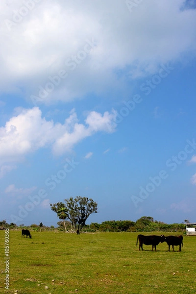 Obraz 竹富島の石垣牛