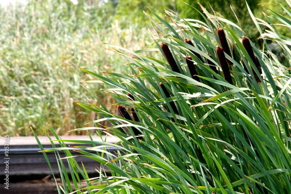 Fototapeta środek do czyszczenia lamp 1