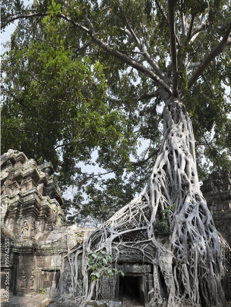 Fototapeta Strangler Fig tree growing over Ta Prohm, Cambodia