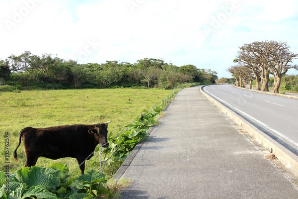 Obraz 竹富島の道