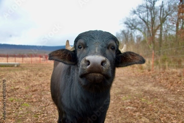 Obraz Water Buffalo
