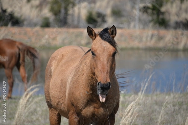 Obraz Horse making a face
