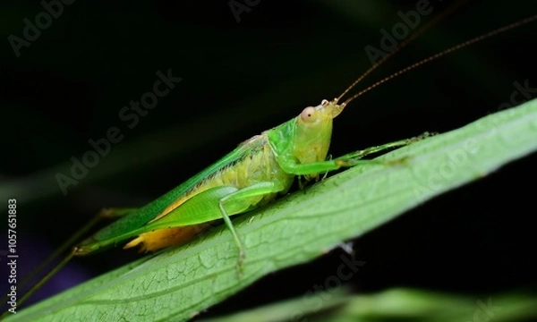 Obraz Close-Up of a Green Grasshopper on Leaf Surface