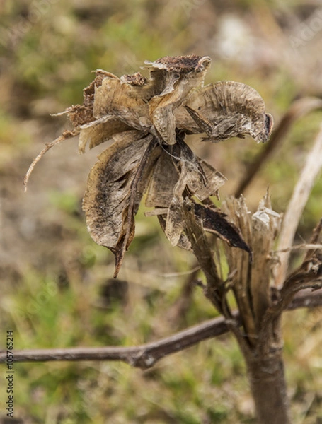 Obraz Spent Cotton Head