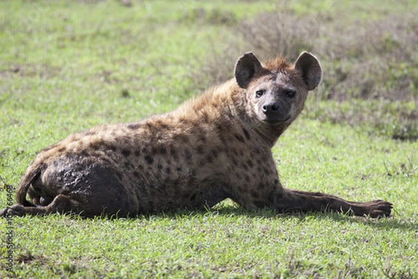 Fototapeta Hyaena lying on ground.