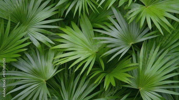 Obraz Vibrant green palm leaves filling the frame in a lush tropical environment during daytime