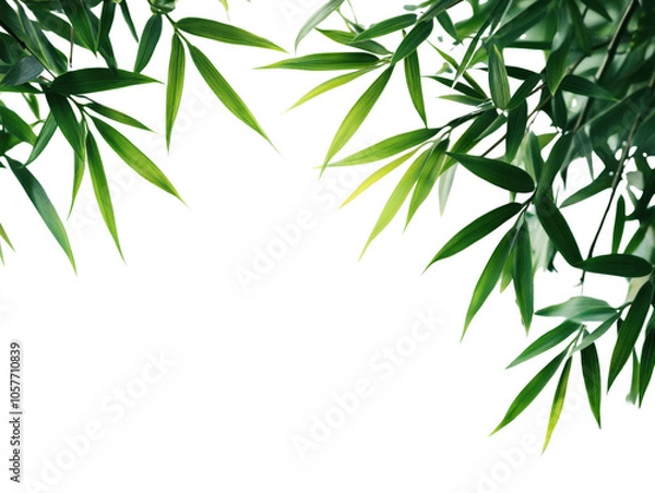 Obraz Lush green bamboo leaves on a transparent background.