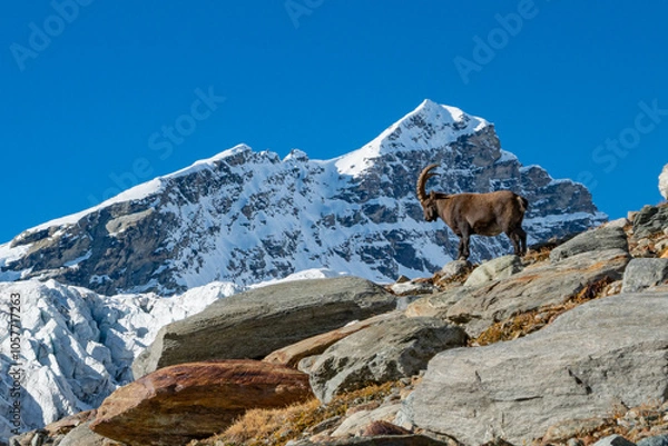 Fototapeta Ibex alpine wild goat with big horns sitting on a rock with snow covered mountain tops in the background