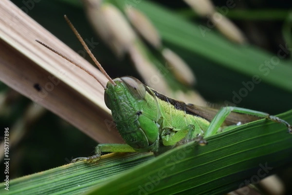 Obraz Close-Up of a Green Grasshopper on a Blade of Grass