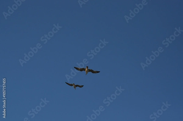 Obraz A pair of flying seagulls against the blue sky. View from below.