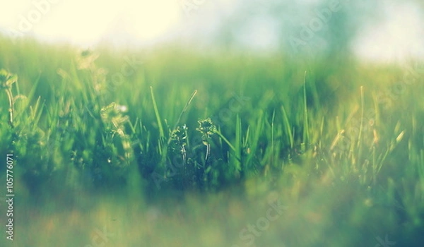 Fototapeta abstract defocused spring grass with sunlight