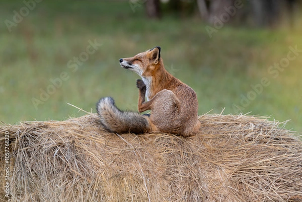 Fototapeta Rotfuchs sitzend auf Heuballen am kratzen - Vulpes vulpes