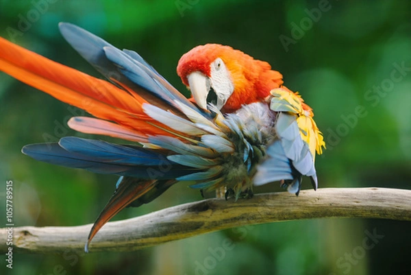 Fototapeta Vibrant scarlet macaw (Ara macao) with red, blue, yellow, and green feathers, preening on a branch in a blurred background.