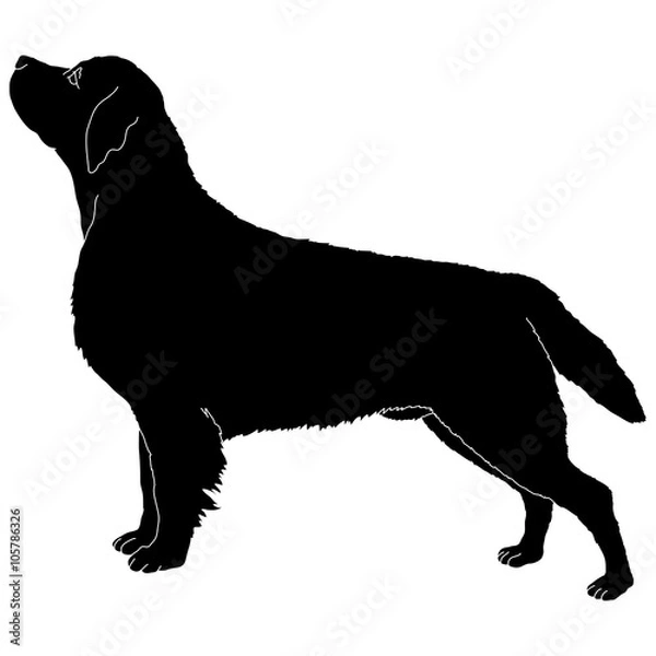 Fototapeta labrador dog silhouette