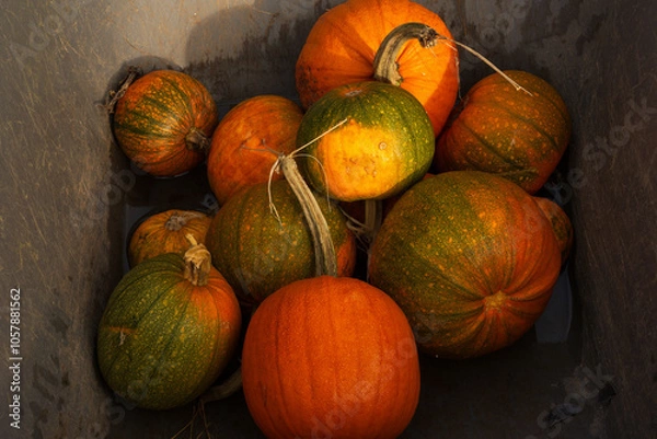 Obraz pumkins