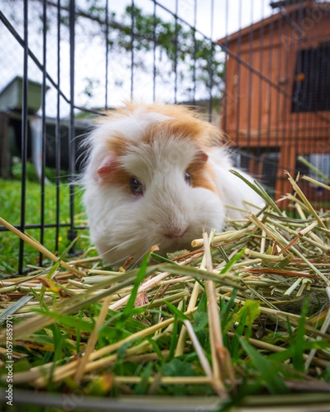 Obraz guinea pig