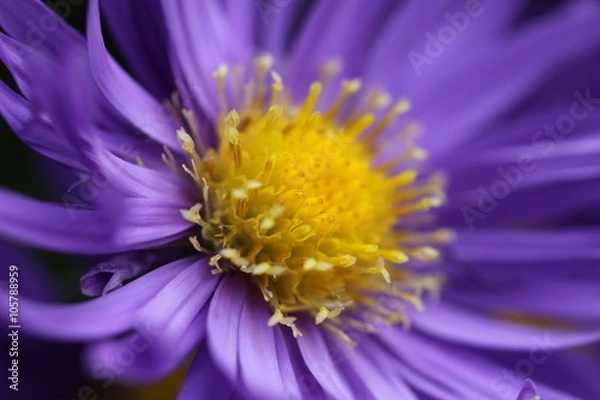 Obraz Herbstaster violett