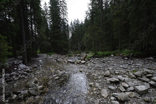 Obraz stream in the woods