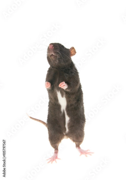 Fototapeta rat