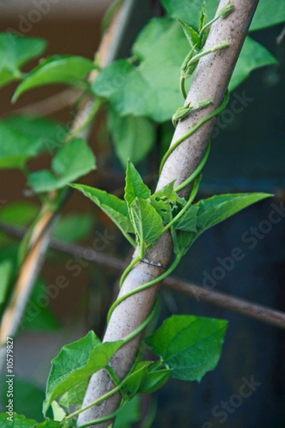 Obraz rankende Pflanze