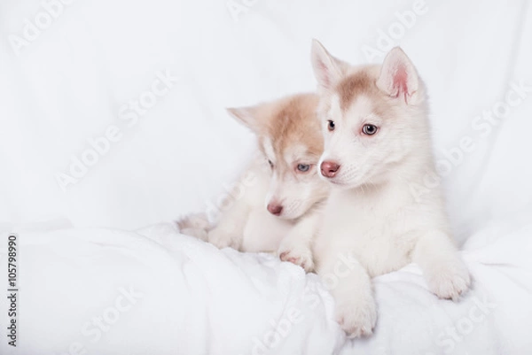 Obraz Cute little puppy sit on white background
