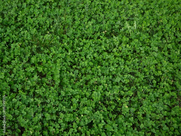 Fototapeta lawn grass background