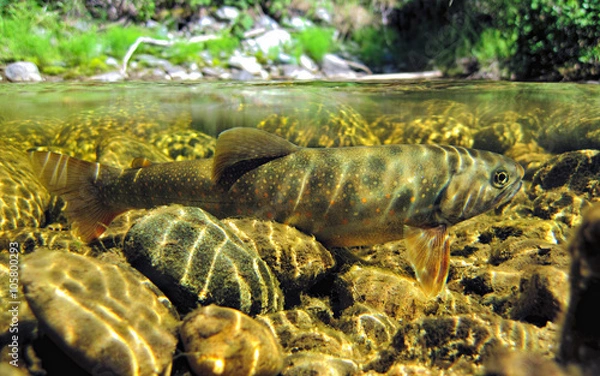 Obraz Dwarf dolly varden