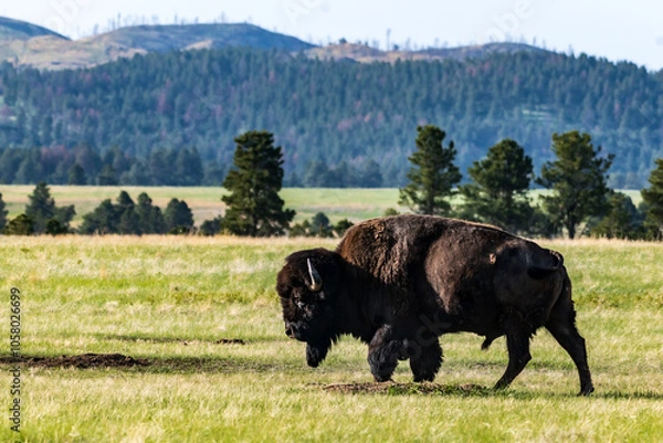 Obraz Bison Bull Walking in Custer State Park in the Black Hills
