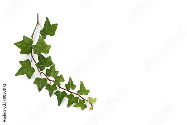 Obraz Gałąź bluszczu