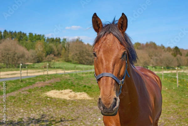 Fototapeta Horse, face and field at farm, countryside and outdoor with mane, health and growth in nature, Equine animal, portrait and pet on grass with summer, wellness and sunshine at rural ranch in Argentina