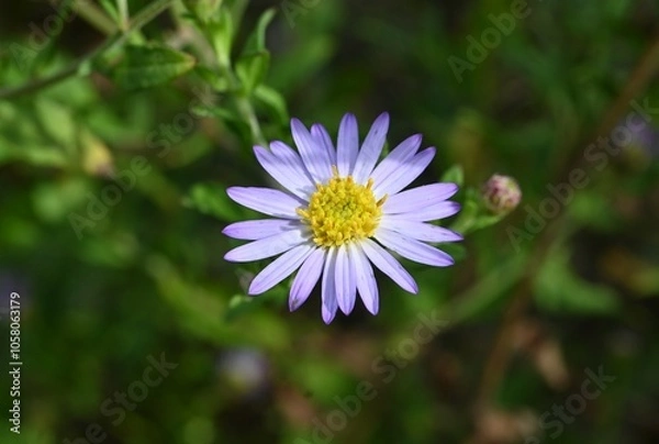 Obraz Aster microcephalus flowers. A perennial plant of the Asteraceae family endemic to Japan. Pale purple flowers bloom from August to November.