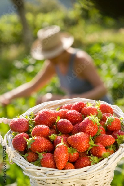 Obraz Zbiór truskawek