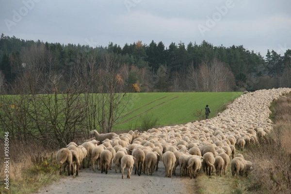 Obraz Schafherde